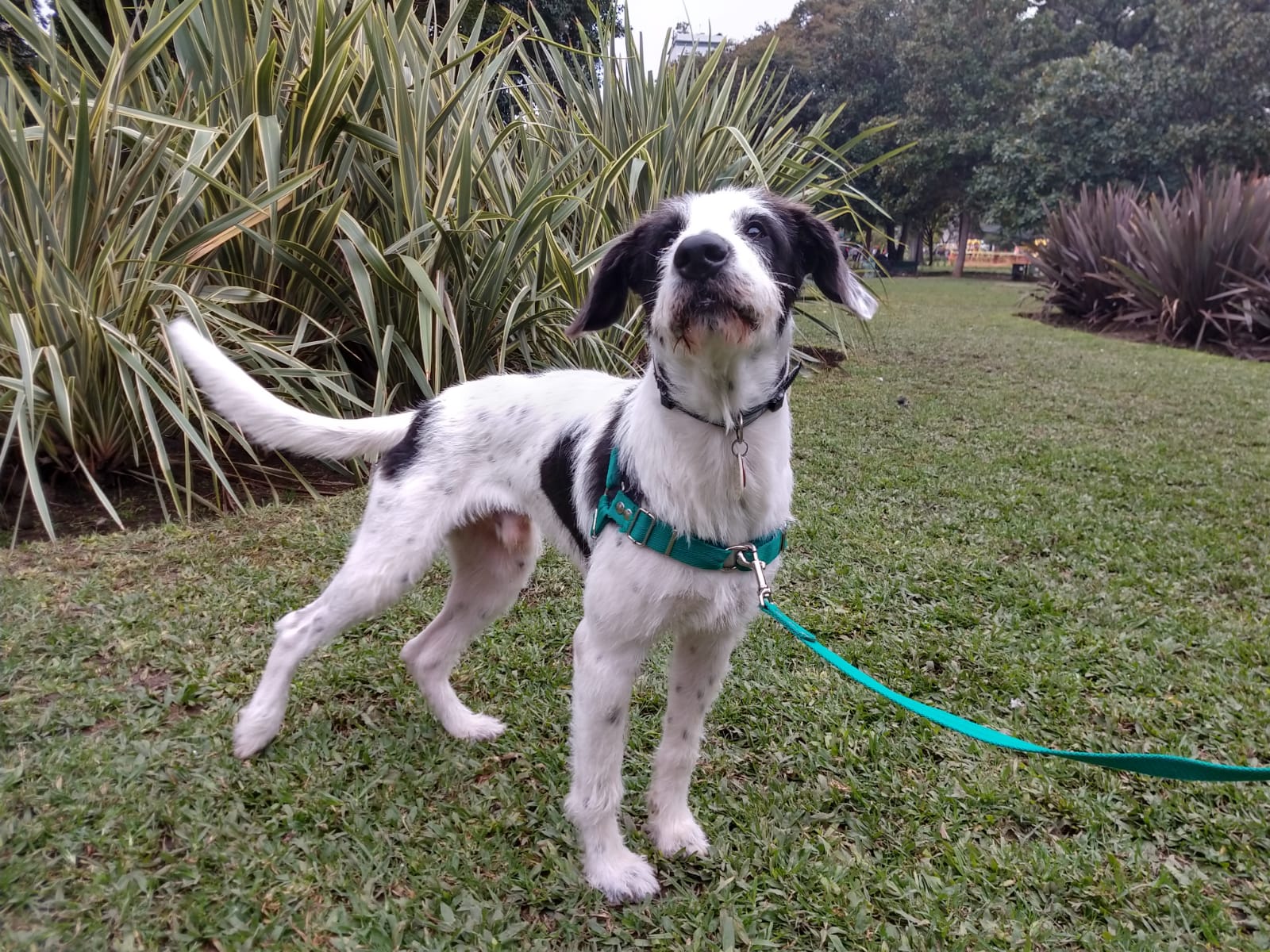Perro feliz usando arnés AlmaPets